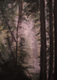 Susan Selvey "Into the Woods" 12x9